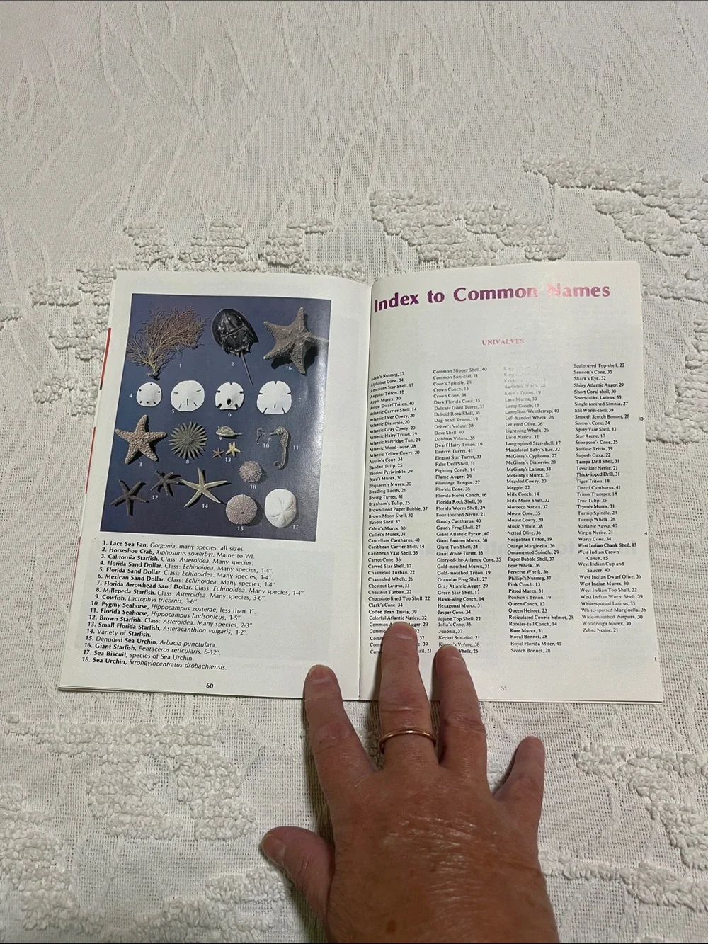 The Shell Book - Florida, Gulf and Caribbean